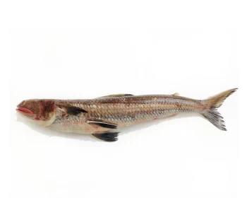Hassoun fish (greater lizardfish) - 